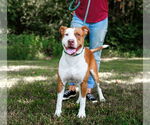 Small #2 American Pit Bull Terrier Mix