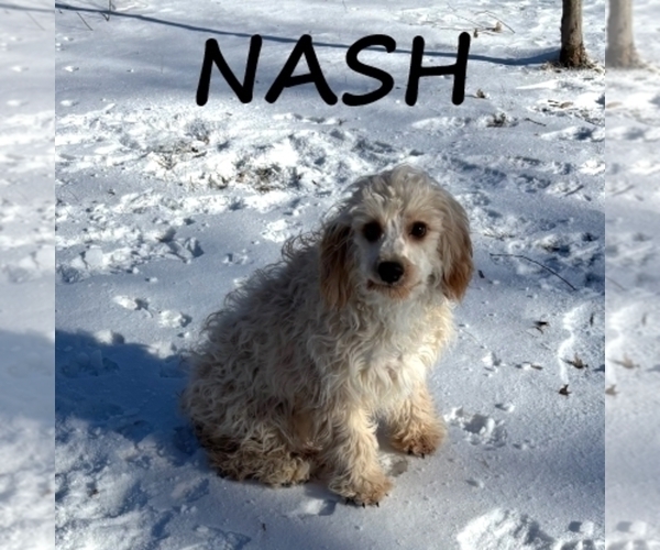 Medium Photo #2 Cavapoo (Miniature) Puppy For Sale in HARTLAND, MN, USA