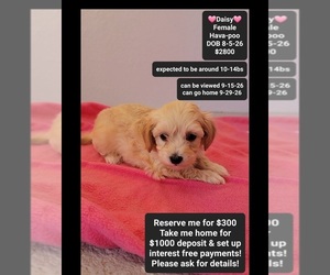 Havapoo Puppy for sale in TUCSON, AZ, USA