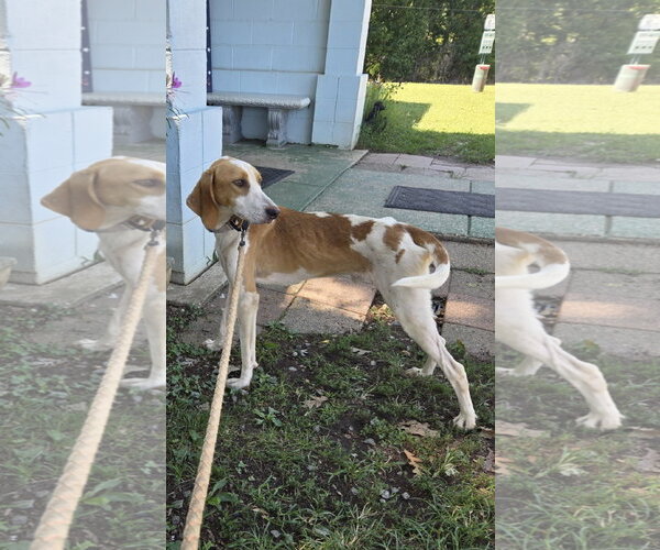 Medium Photo #4 Mutt Puppy For Sale in Rustburg, VA, USA