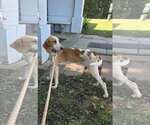 Small #3 Mutt