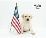 Puppy 2 Labrador Retriever