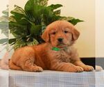 Small #4 Golden Retriever