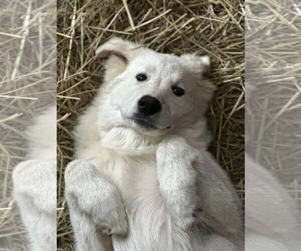 Medium Photo #2 Great Pyrenees Puppy For Sale in MIDWAY, UT, USA