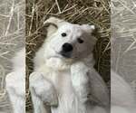 Small #1 Great Pyrenees