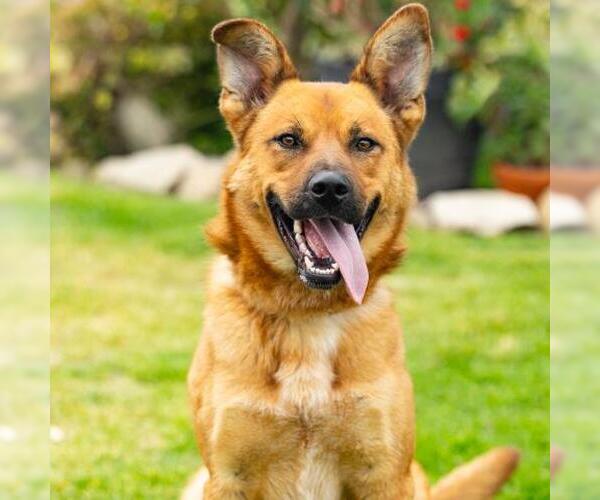 Medium Photo #2 German Shepherd Dog Puppy For Sale in Camarillo, CA, USA