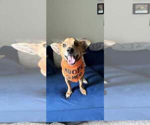Chihuahua-Unknown Mix Dogs for adoption in Unionville, PA, USA