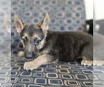 Small Photo #1 German Shepherd Dog-Unknown Mix Puppy For Sale in McKinney, TX, USA