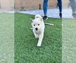 Small Photo #9 Shiba Inu Puppy For Sale in LAVEEN, AZ, USA