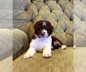 Aussiedoodle Miniature  Puppy for sale in SALEM, MO, USA