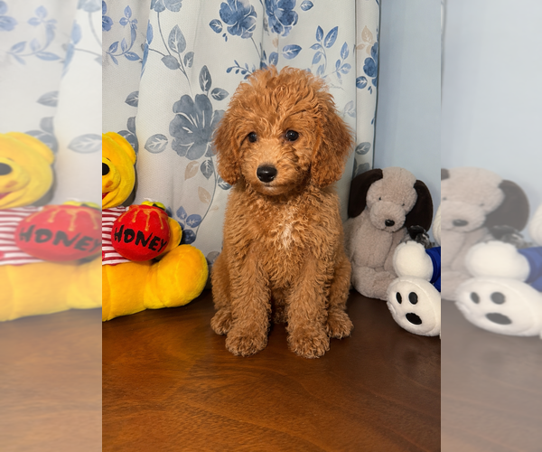 Medium Photo #32 Goldendoodle mix (+ Poodle Miniature) Puppy For Sale in DURHAM, CT, USA