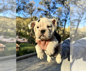 English Bulldog Puppy for Sale in HIDDEN VALLEY LAKE, California USA