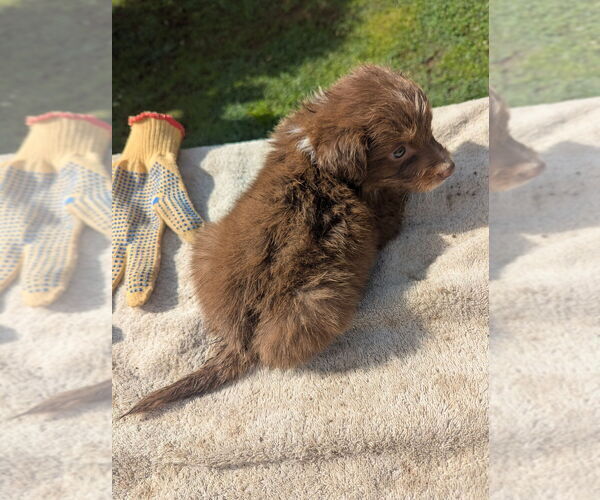Medium Photo #3 Miniature Australian Shepherd Puppy For Sale in ADAIRSVILLE, GA, USA