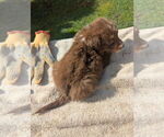 Small #2 Miniature Australian Shepherd