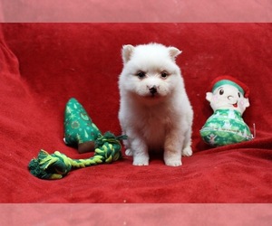 American Eskimo Dog-Pomsky Mix Puppy for sale in MONCLOVA, OH, USA