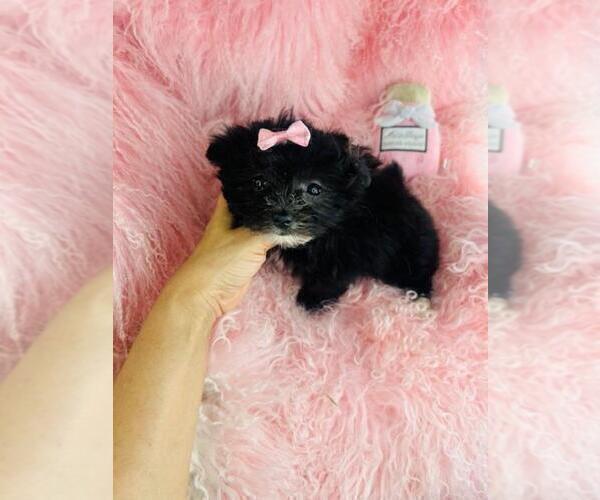 Medium Photo #14 ShihPoo Puppy For Sale in TAMPA, FL, USA