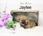 Puppy Jaylee Shiba Inu