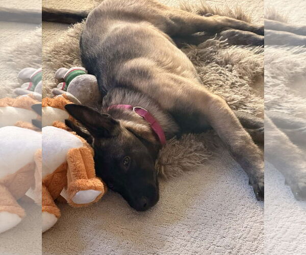 Medium Photo #18 Mutt Puppy For Sale in Gretna, NE, USA