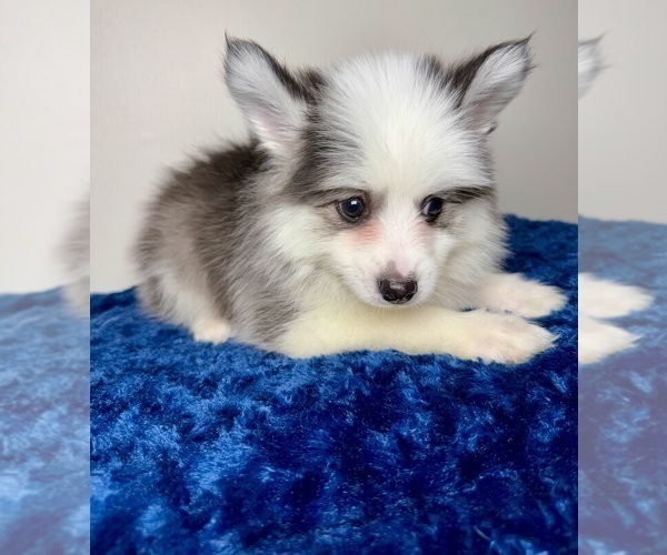 Medium Photo #10 Pomsky Puppy For Sale in NASHUA, NH, USA