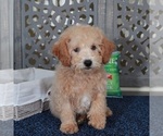 Small #3 Poochon