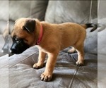 Small Photo #7 Belgian Malinois Puppy For Sale in DECATUR, AL, USA