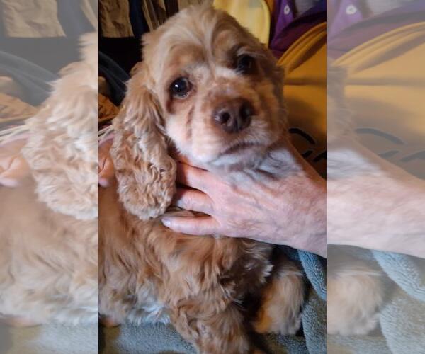 Medium Photo #2 Cocker Spaniel Puppy For Sale in Sioux Falls, SD, USA