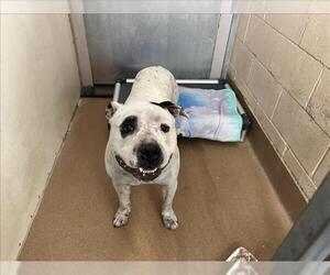 American Pit Bull Terrier Dogs for adoption in Martinez, CA, USA