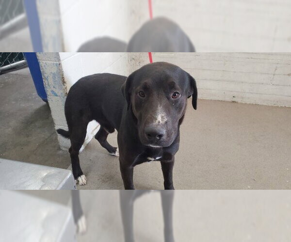 Medium Photo #1 Labrador Retriever-Unknown Mix Puppy For Sale in San Bernardino, CA, USA