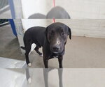 Small Labrador Retriever Mix