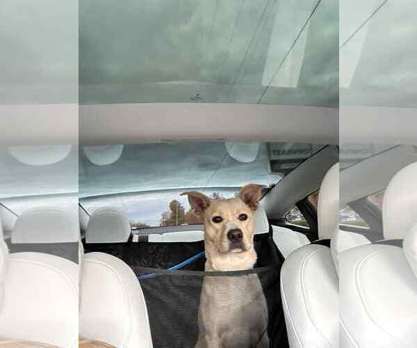 Medium Photo #9 Mutt Puppy For Sale in Rockaway, NJ, USA