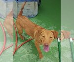 Small Labrador Retriever Mix