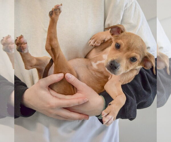 Medium Photo #3 Jack Russell Terrier-Unknown Mix Puppy For Sale in Huntley, IL, USA