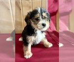 Small #4 YorkiePoo