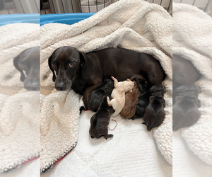 Mother of the Dachshund puppies born on 11/26/2022