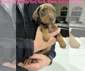 Doberman Pinscher Puppy for sale in MARION, TX, USA