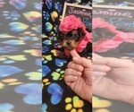 Small Photo #44 Yorkshire Terrier Puppy For Sale in AKRON, OH, USA