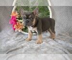 Small Photo #2 French Bulldog Puppy For Sale in MILLERSBURG, OH, USA