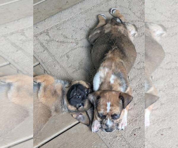 Medium Photo #6 Catahoula Leopard Dog-Unknown Mix Puppy For Sale in Holly Springs, NC, USA