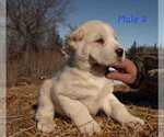 Small Photo #12 Central Asian Shepherd Dog Puppy For Sale in Winnipeg, Manitoba, Canada