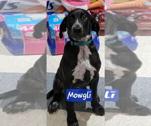 Labrador Retriever-Unknown Mix Dogs for adoption in Brooksville, FL, USA