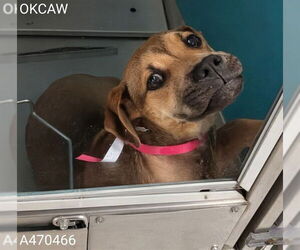 Mutt Dogs for adoption in Oklahoma City, OK, USA