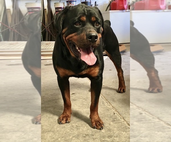 Medium Photo #33 Rottweiler Puppy For Sale in BRIGHTON, CO, USA