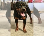 Small #32 Rottweiler
