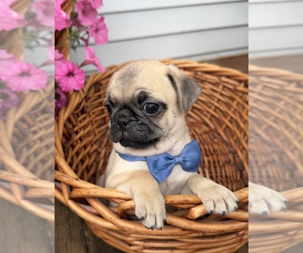 Medium Photo #14 Pug Puppy For Sale in ATHENS, WI, USA