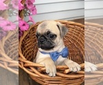 Small #13 Pug