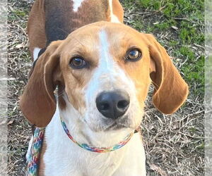 Mutt Dogs for adoption in Tarboro, NC, USA