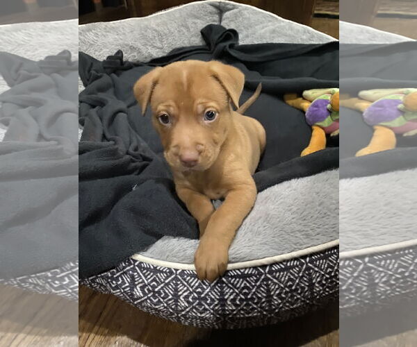 Medium Photo #1 Mutt Puppy For Sale in Euless, TX, USA