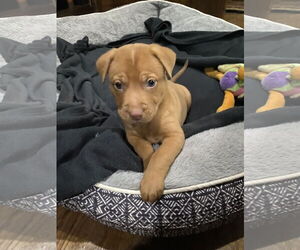 Mutt Dogs for adoption in Euless, TX, USA