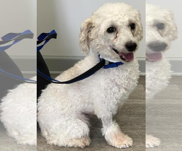 Medium Photo #8 Poodle (Miniature) Puppy For Sale in Westminster, MD, USA