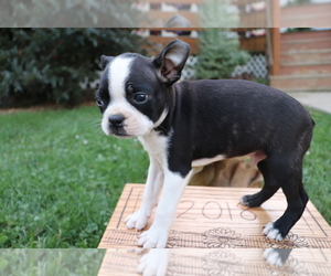 Boston Terrier Puppy for sale in SHILOH, OH, USA